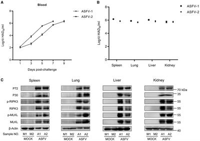 ASFV infection induces macrophage necroptosis and releases proinflammatory cytokine by ZBP1-RIPK3-MLKL necrosome activation